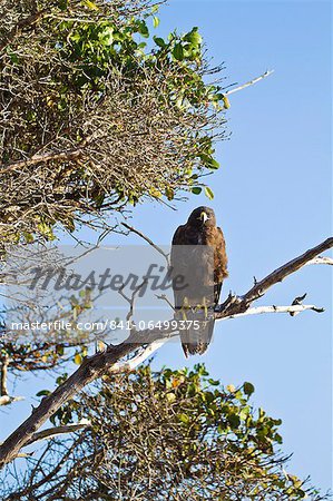 Galapagos hawk (Buteo galapagoensis), Espanola Island, Galapagos Islands, Ecuador, South America