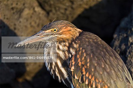 Lava heron (striated heron) (Butorides striata), Puerto Egas, Santiago Island, Galapagos, Ecuador, South America Lava heron (striated heron) (Butorides striata), Puerto Egas, Santiago Island, Galapagos, Ecuador, South America