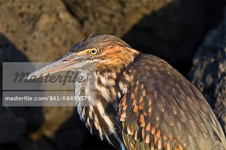 Lava heron (striated heron) (Butorides striata), Puerto Egas, Santiago Island, Galapagos, Ecuador, South America