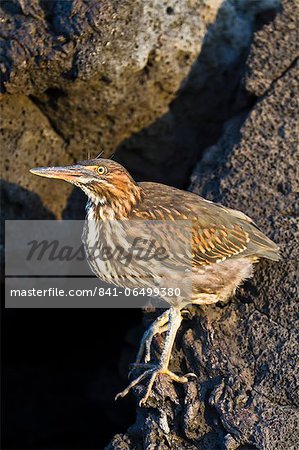 Lava heron (striated heron) (Butorides striata), Puerto Egas, Santiago Island, Galapagos, Ecuador, South America. Lava heron (striated heron) (Butorides striata), Puerto Egas, Santiago Island, Galapagos, Ecuador, South America.