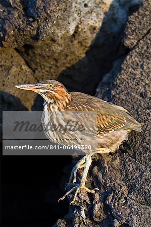 Lava heron (striated heron) (Butorides striata), Puerto Egas, Santiago Island, Galapagos, Ecuador, South America.