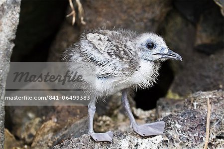 Swallow-tailed gull (Creagrus furcatus) chick, Genovesa Island, Galapagos Islands, Ecuador, South America