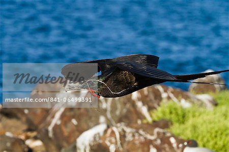 Adult male magnificent frigatebird (Fregata magnificens), Las Bachas, Santa Cruz Island, Galapagos Islands, Ecuador, South America