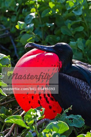 Adult male magnificent frigatebird (Fregata magnificens), Las Bachas, Santa Cruz Island, Galapagos Islands, Ecuador, South America Adult male magnificent frigatebird (Fregata magnificens), Las Bachas, Santa Cruz Island, Galapagos Islands, Ecuador, South America