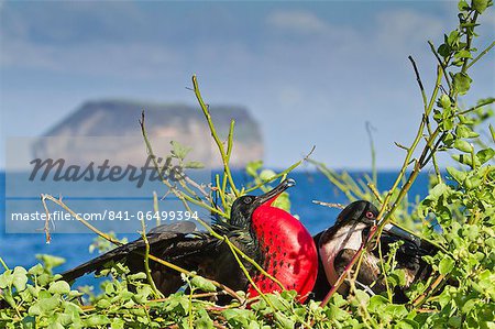 Adult male magnificent frigatebird (Fregata magnificens), North Seymour Island, Galapagos Islands, UNESCO World Heritage Site, Ecuador, South America