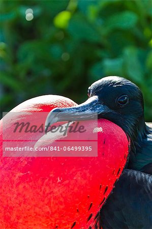 Adult male magnificent frigatebird (Fregata magnificens), North Seymour Island, Galapagos Islands, UNESCO World Heritage Site, Ecuador, South America