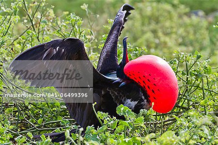 Adult male magnificent frigatebird (Fregata magnificens), North Seymour Island, Galapagos Islands, UNESCO World Heritage Site, Ecuador, South America