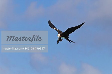 Juvenile magnificent frigatebird (Fregata magnificens) attacking an Elliot's storm petrel (Oceanites gracilis galapagoensis), Punta Pitt, San Cristobal Island, Galapagos Islands, Ecuador, South America