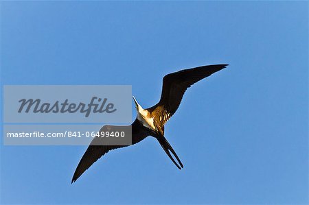 Magnificent frigatebird (Fregata magnificens), Punta Pitt, San Cristobal Island, Galapagos Islands, Ecuador, South America Magnificent frigatebird (Fregata magnificens), Punta Pitt, San Cristobal Island, Galapagos Islands, Ecuador, South America
