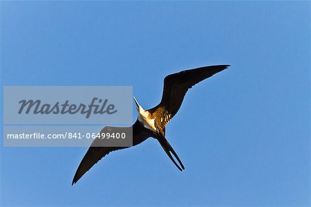 Magnificent frigatebird (Fregata magnificens), Punta Pitt, San Cristobal Island, Galapagos Islands, Ecuador, South America