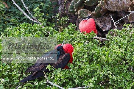 Adult male great frigatebirds (Fregata minor), Genovesa Island, Galapagos Islands, UNESCO World Heritage Site, Ecuador, South America