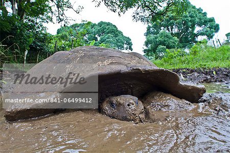 Wild Galapagos tortoise (Geochelone elephantopus), Santa Cruz Island, Galapagos Islands, UNESCO World Heritage Site, Ecuador, South America