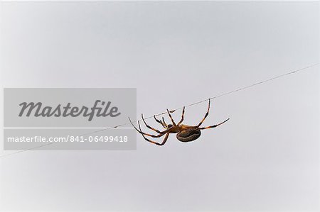 Spider on thread, Cerro Dragon, Santa Cruz Island, Galapagos Islands, Ecuador, South America