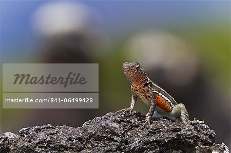 Lava lizard (Microlophus spp), Las Bachas, Santa Cruz Island, Galapagos Islands, Ecuador, South America