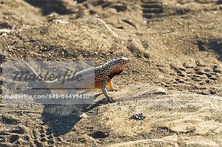 Male lava lizard (Microlophus spp), Las Bachas, Santa Cruz Island, Galapagos Islands, Ecuador, South America