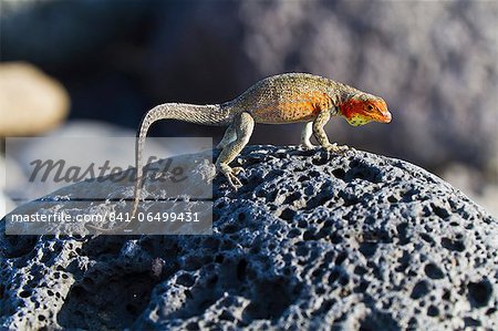 Female lava lizard (Microlophus spp), Las Bachas, Santa Cruz Island, Galapagos Islands, Ecuador, South America