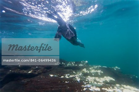 Flightless cormorant (Nannopterum harrisi) hunting underwater, Tagus Cove, Isabela Island, Galapagos Islands, Ecuador, South America Flightless cormorant (Nannopterum harrisi) hunting underwater, Tagus Cove, Isabela Island, Galapagos Islands, Ecuador, South America