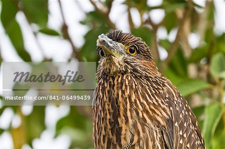 Juvenile yellow-crowned night heron (Nyctanassa violacea), Genovesa Island, Galapagos Islands, Ecuador, South America