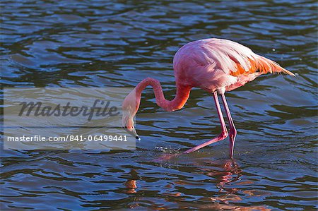 Greater flamingo (Phoenicopterus ruber), Las Bachas, Santa Cruz Island, Galapagos Islands, Ecuador, South America