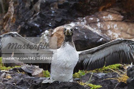 Nazca booby (Sula grantii) chick, Punta Suarez, Santiago Island, Galapagos Islands, Ecuador, South America Nazca booby (Sula grantii) chick, Punta Suarez, Santiago Island, Galapagos Islands, Ecuador, South America