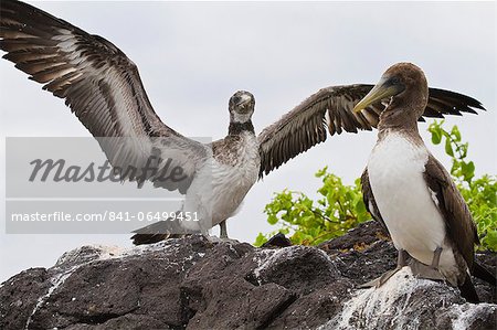 Nazca booby (Sula grantii) chick, Punta Suarez, Santiago Island, Galapagos Islands, Ecuador, South America