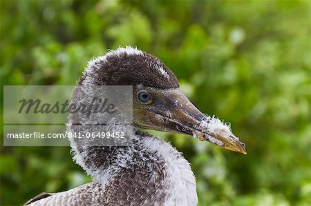 Nazca booby (Sula grantii) chick, Punta Suarez, Santiago Island, Galapagos Islands, Ecuador, South America