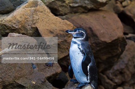 Adult Galapagos penguin (Spheniscus mendiculus), Bartolome Island, Galapagos Islands, Ecuador, South America