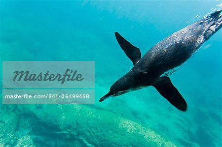 Adult Galapagos penguin (Spheniscus mendiculus) underwater, Bartolome Island, Galapagos Islands, Ecuador, South America Adult Galapagos penguin (Spheniscus mendiculus) underwater, Bartolome Island, Galapagos Islands, Ecuador, South America