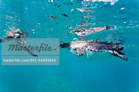 Adult Galapagos penguin (Spheniscus mendiculus) underwater, Bartolome Island, Galapagos Islands, Ecuador, South America Adult Galapagos penguin (Spheniscus mendiculus) underwater, Bartolome Island, Galapagos Islands, Ecuador, South America