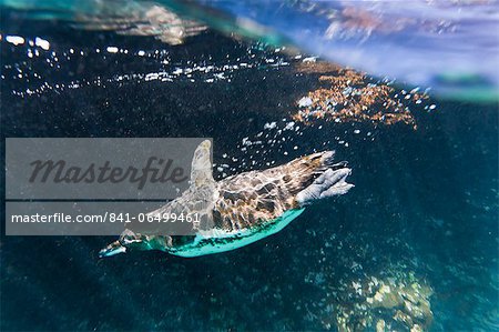 Adult Galapagos penguin (Spheniscus mendiculus) underwater, Bartolome Island, Galapagos Islands, Ecuador, South America Adult Galapagos penguin (Spheniscus mendiculus) underwater, Bartolome Island, Galapagos Islands, Ecuador, South America