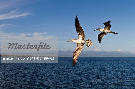 Blue-footed booby (Sula nebouxii), North Seymour Island, Galapagos Islands, Ecuador, South America Blue-footed booby (Sula nebouxii), North Seymour Island, Galapagos Islands, Ecuador, South America