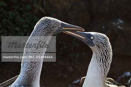 Blue-footed booby (Sula nebouxii), North Seymour Island, Galapagos Islands, Ecuador, South America Blue-footed booby (Sula nebouxii), North Seymour Island, Galapagos Islands, Ecuador, South America