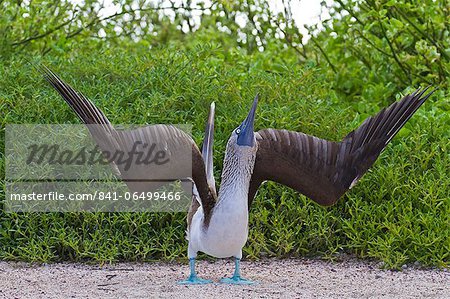 Blue-footed booby (Sula nebouxii), North Seymour Island, Galapagos Islands, Ecuador, South America Blue-footed booby (Sula nebouxii), North Seymour Island, Galapagos Islands, Ecuador, South America