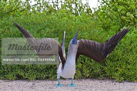 Blue-footed booby (Sula nebouxii), North Seymour Island, Galapagos Islands, Ecuador, South America