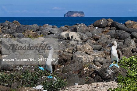 Blue-footed booby (Sula nebouxii) pair, North Seymour Island, Galapagos Islands, UNESCO World Heritage Site, Ecuador, South America Blue-footed booby (Sula nebouxii) pair, North Seymour Island, Galapagos Islands, UNESCO World Heritage Site, Ecuador, South America