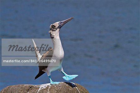 Blue-footed booby (Sula nebouxii) male, North Seymour Island, Galapagos Islands, Ecuador, South America Blue-footed booby (Sula nebouxii) male, North Seymour Island, Galapagos Islands, Ecuador, South America