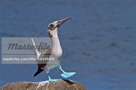 Blue-footed booby (Sula nebouxii) male, North Seymour Island, Galapagos Islands, Ecuador, South America