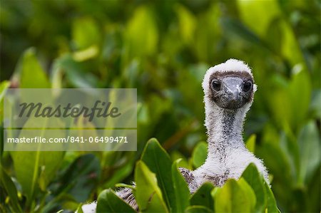 Red-footed booby (Sula sula) chick, Genovesa Island,  Galapagos Islands, Ecuador, South America