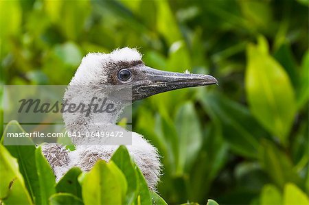 Red-footed booby (Sula sula) chick, Genovesa Island, Galapagos Islands, Ecuador, South America Red-footed booby (Sula sula) chick, Genovesa Island, Galapagos Islands, Ecuador, South America