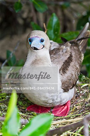 Adult dark morph red-footed booby (Sula sula), Genovesa Island, Galapagos Islands, Ecuador, South America Adult dark morph red-footed booby (Sula sula), Genovesa Island, Galapagos Islands, Ecuador, South America