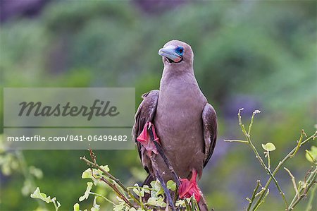 Adult dark morph red-footed booby (Sula sula), Genovesa Island, Galapagos Islands, Ecuador, South America