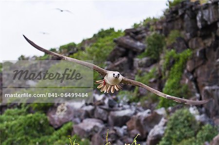 Adult dark morph red-footed booby (Sula sula) in flight, Genovesa Island, Galapagos Islands, Ecuador, South America.