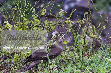 Adult dark morph red-footed booby (Sula sula) with nesting material, Genovesa Island, Galapagos Islands, Ecuador, South America