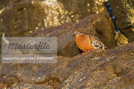 Galapagos dove (Zenaida galapagoensis), Puerto Egas, Santiago Island, Galapagos Islands, Ecuador, South America