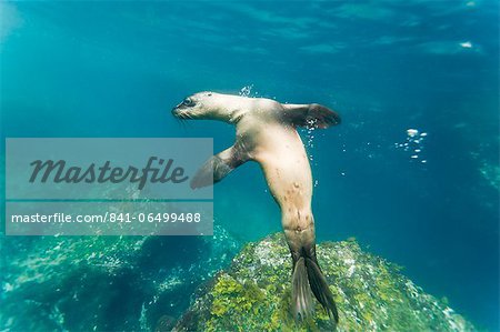 Galapagos sea lion (Zalophus wollebaeki) underwater, Tagus Cove, Isabela Island, Galapagos Islands, Ecuador, South America