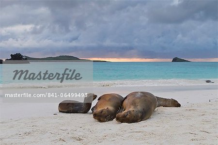 Galapagos sea lions (Zalophus wollebaeki), Gardner Bay, Espanola Island, Galapagos Islands, UNESCO World Heritage Site, Ecuador, South America