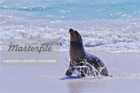 Galapagos sea lion (Zalophus wollebaeki) pup, Gardner Bay, Espanola Island, Galapagos Islands, UNESCO World Heritage Site, Ecuador, South America
