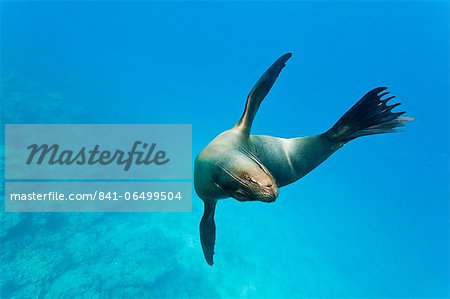 Galapagos sea lion (Zalophus wollebaeki) underwater, Champion Island, Galapagos Islands, Ecuador, South America