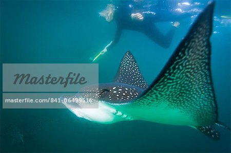 Spotted eagle ray (Aetobatus narinari) underwater, Leon Dormido Island, San Cristobal Island, Galapagos Islands, Ecuador, South America