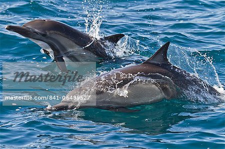 Long-beaked common dolphin (Delphinus capensis), Isla San Esteban, Gulf of California (Sea of Cortez), Baja California, Mexico, North America